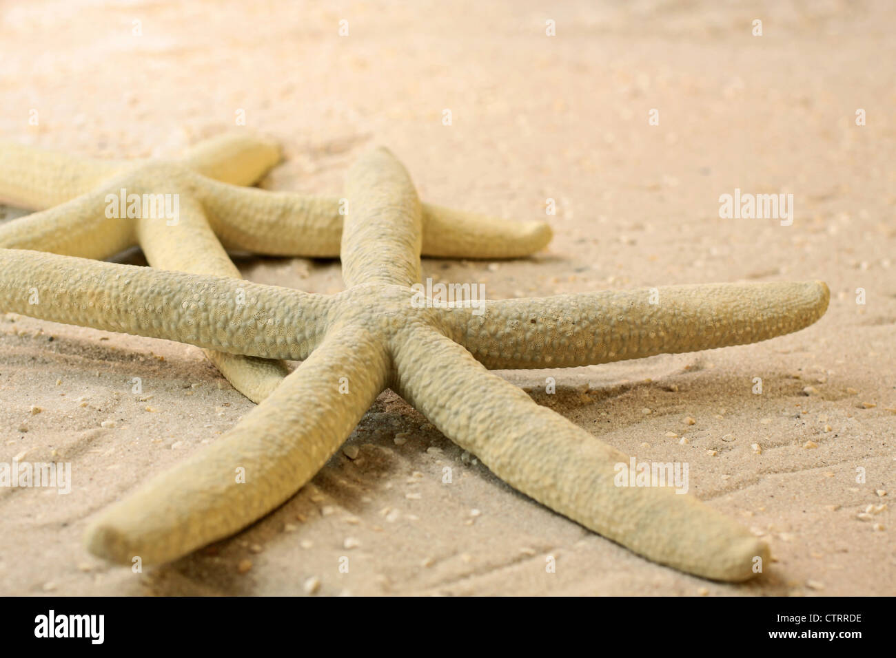 Close-up of grey starfish in the sand Stock Photo