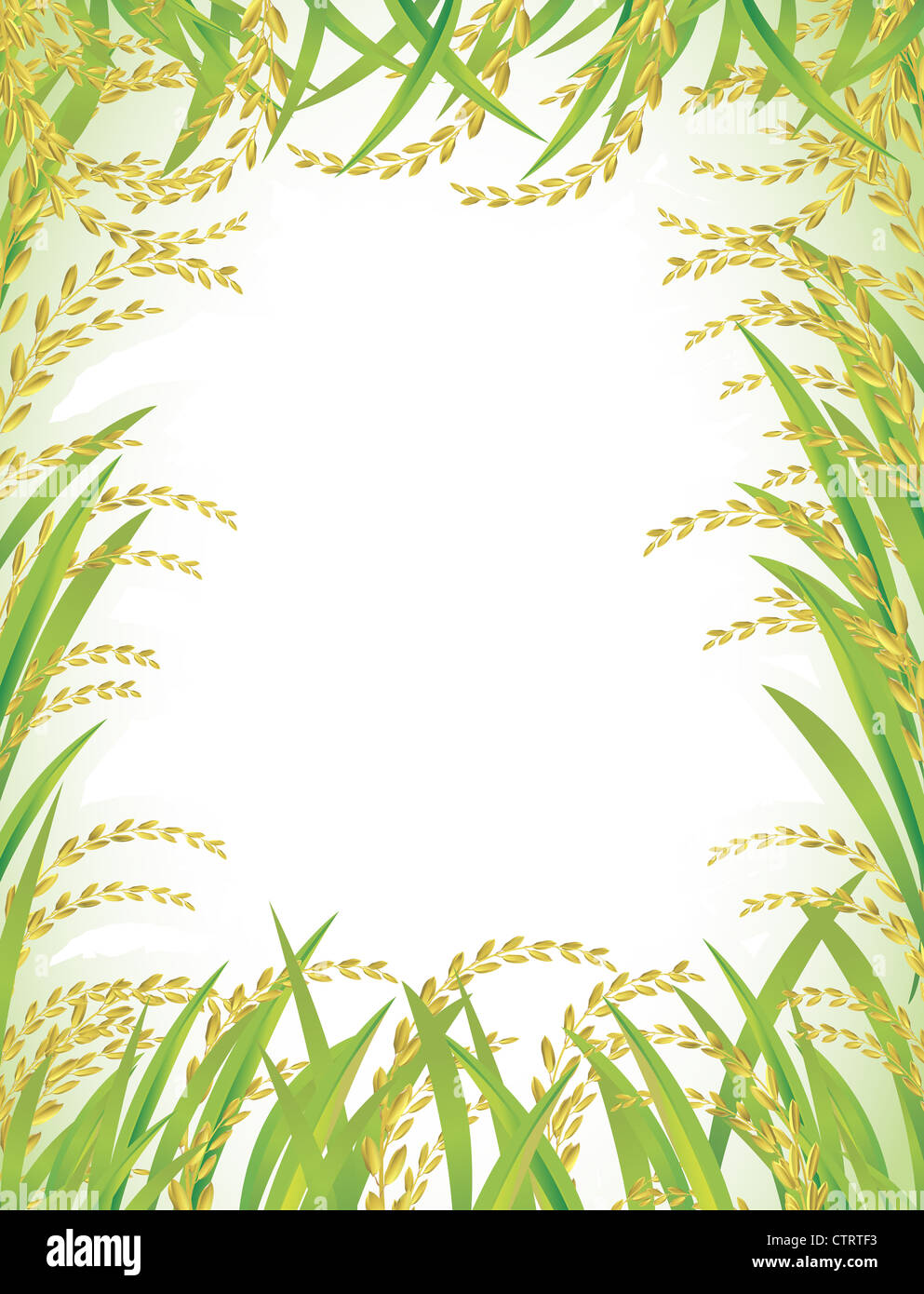 Frame and background of Thai white rice Stock Photo - Alamy