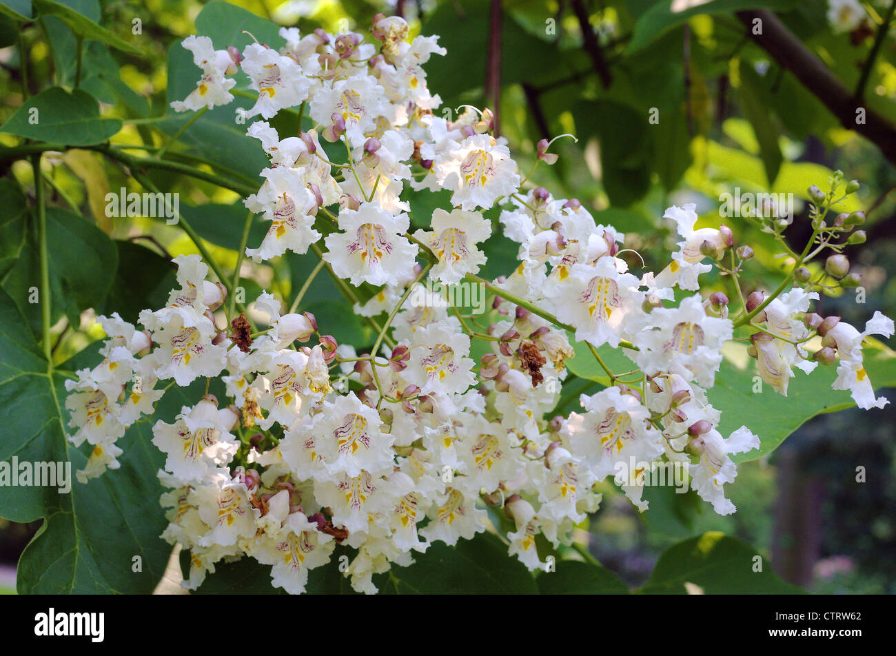 Indian Bean Tree blossom Catalpa bignonioides Stock Photo