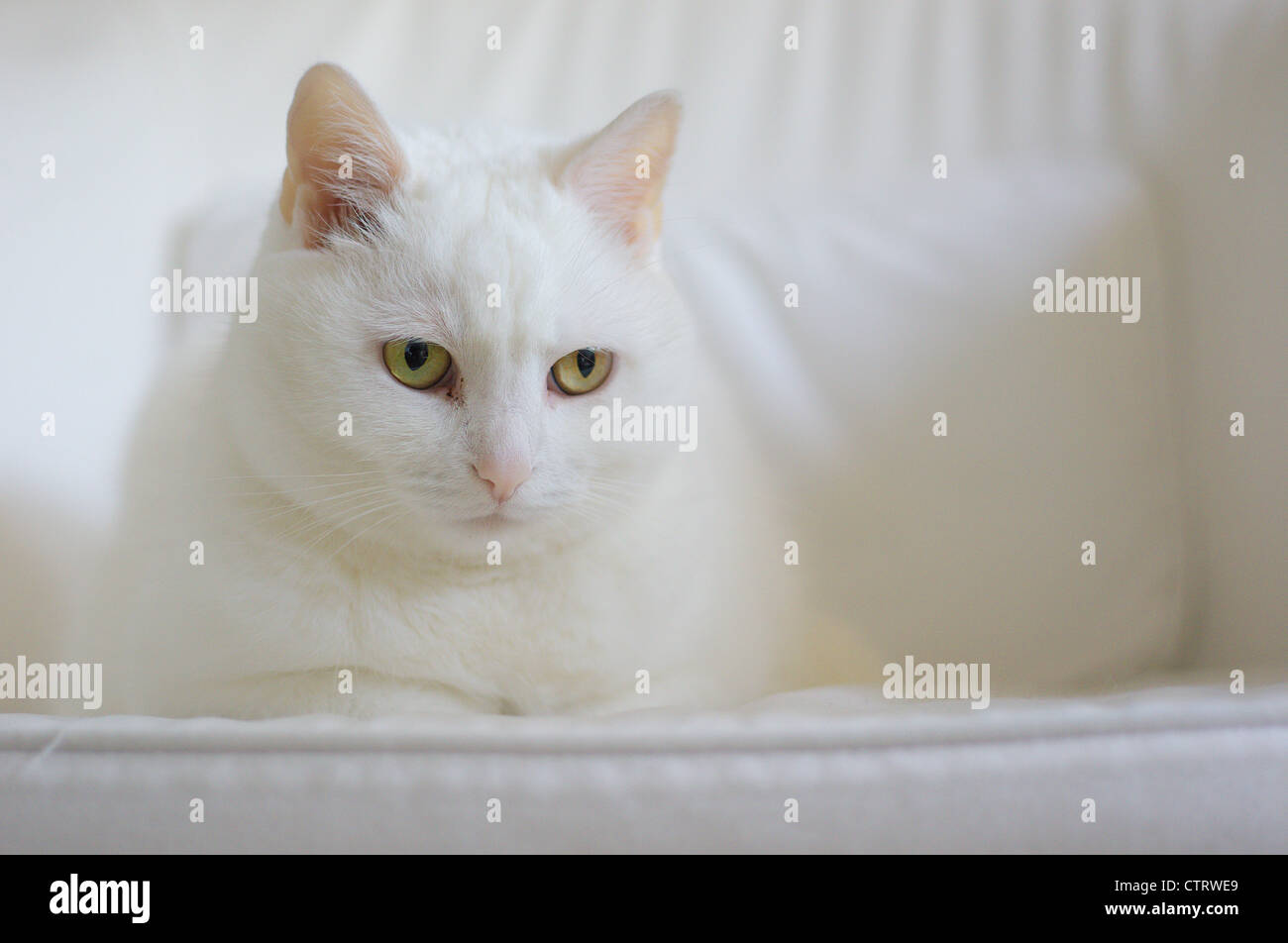 White cat sitting on the white armchair Stock Photo
