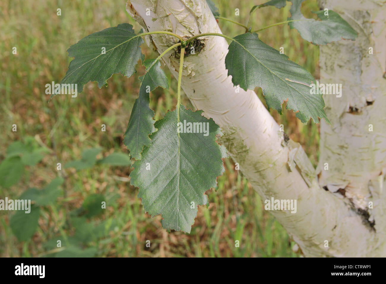 Himalayan White Birch Trunk & Leaves (Betula utilis var. jacquemontii) Stock Photo