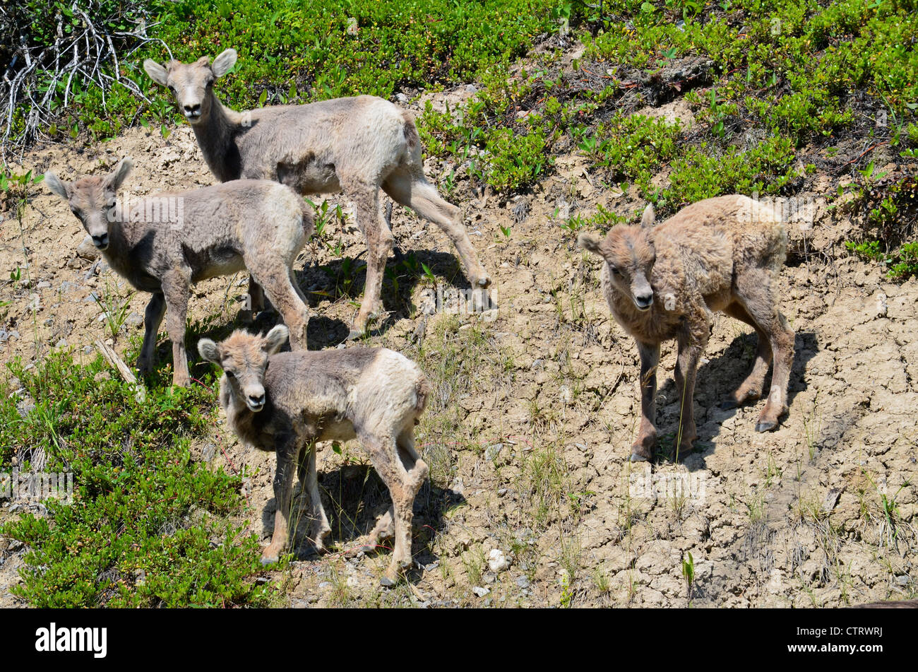 Four baby big-horned sheep residing on a cliff beside the road in Yoho National Park in Canada. Stock Photo