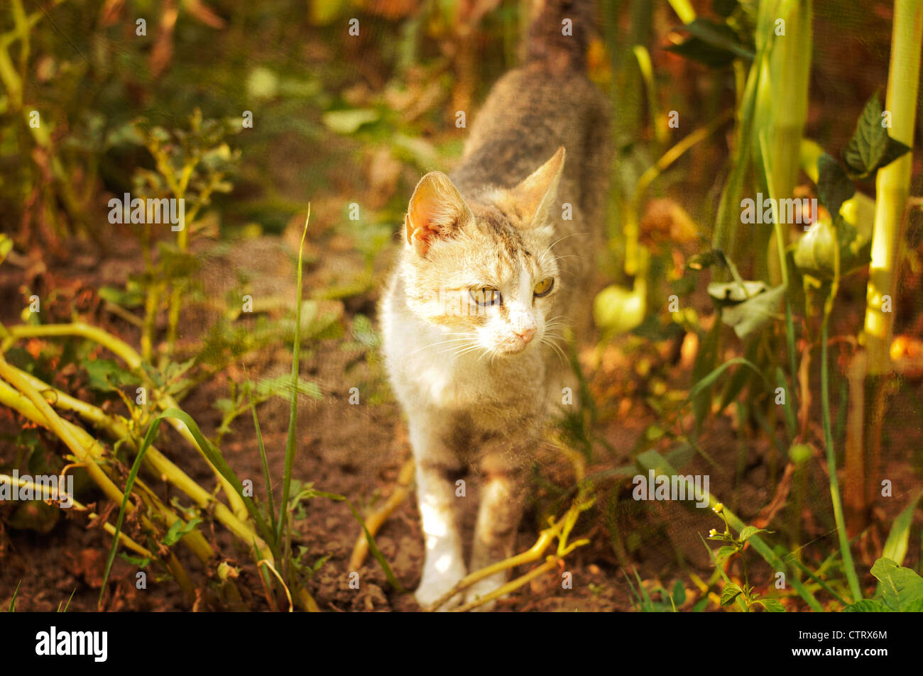 Tabby cat outdoors hi-res stock photography and images - Alamy