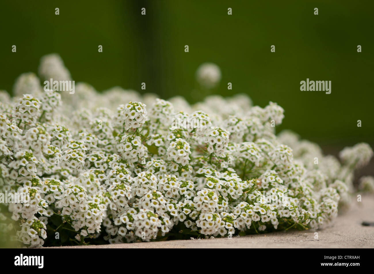 Alyssum montanum, Alyssum, White. Stock Photo