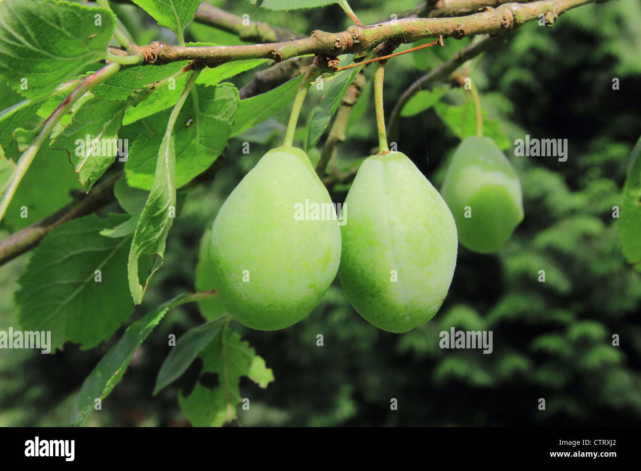 Unripe 'Pershore Purple' Plums (Prunus domestica cultivar) growing on a