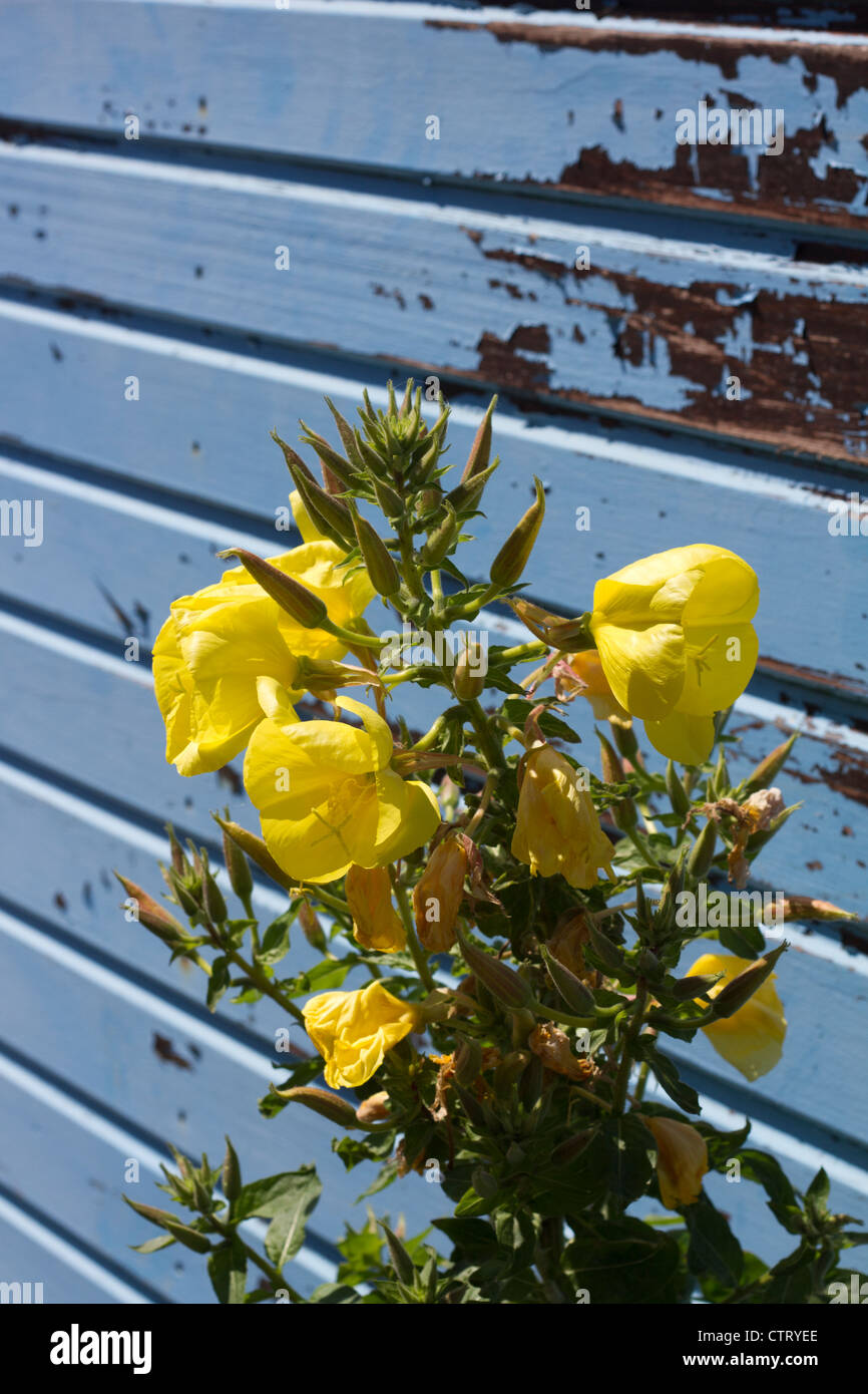 Flowers in front of a beach hut. Stock Photo