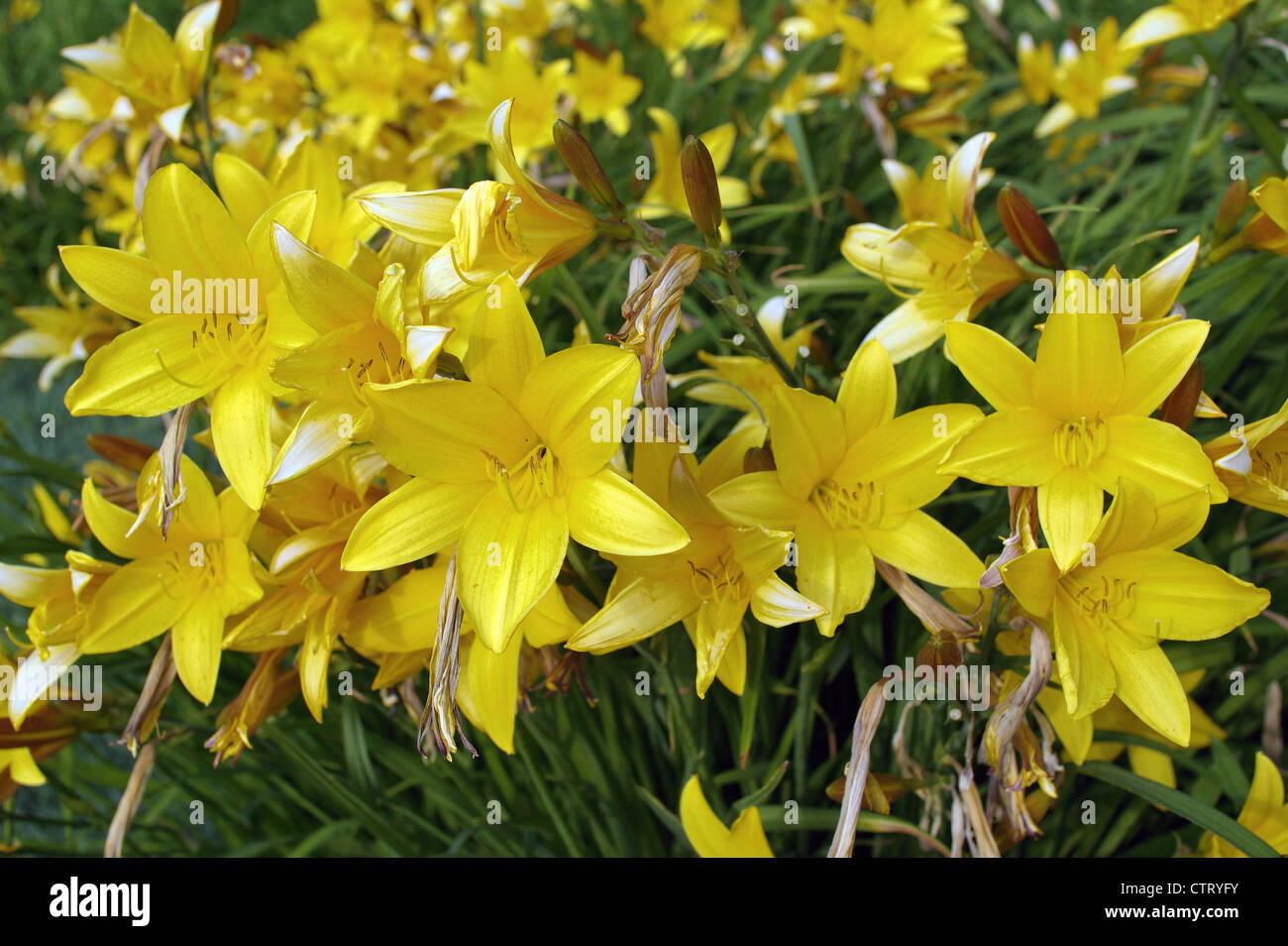 Yellow daylily flowers Hemerocallis lilioasphodelus Stock Photo