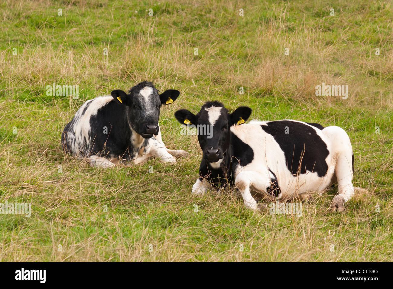 Two cows laying down in a field Stock Photo Alamy