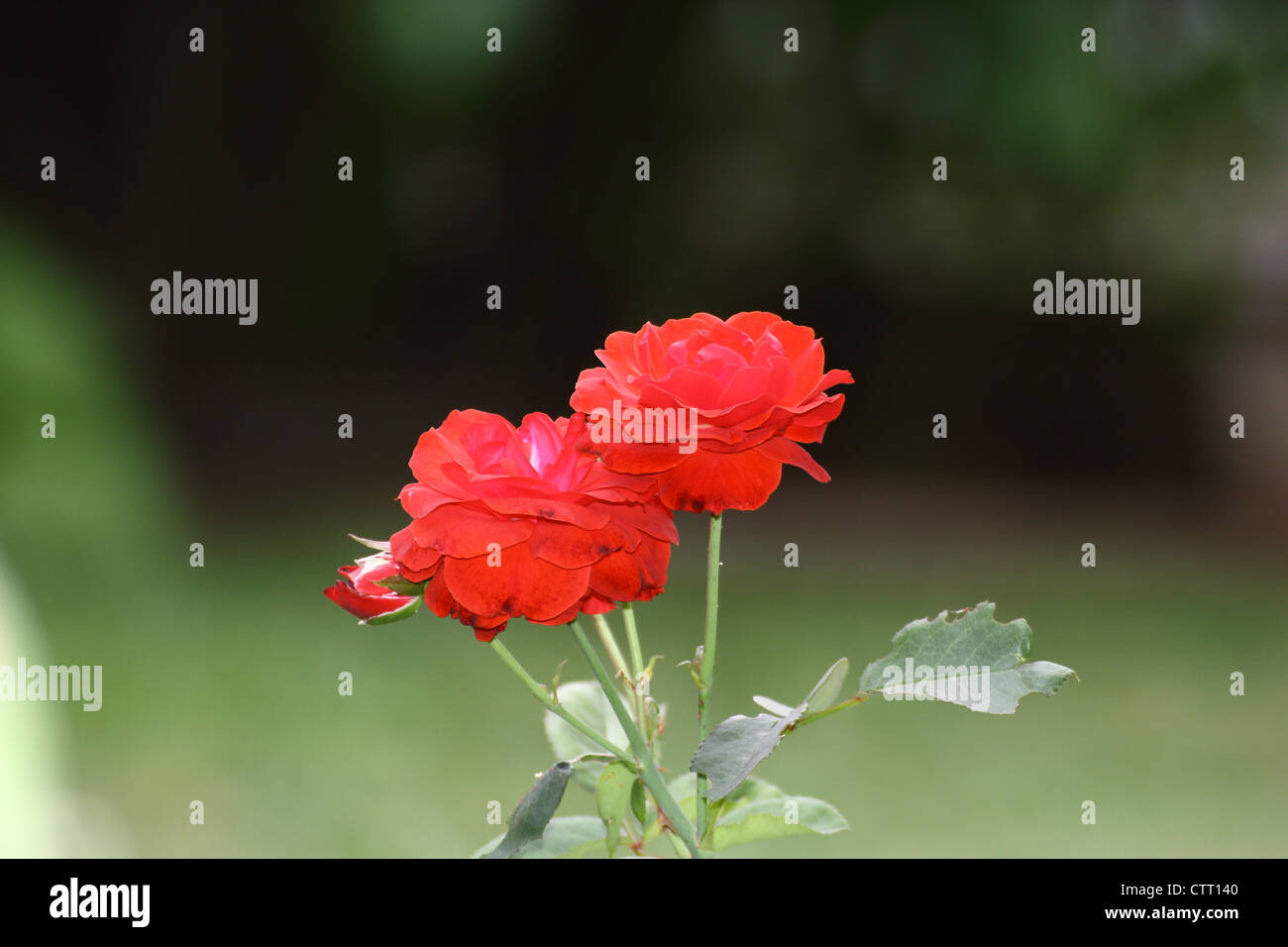 beautiful red rose in bloom Stock Photo