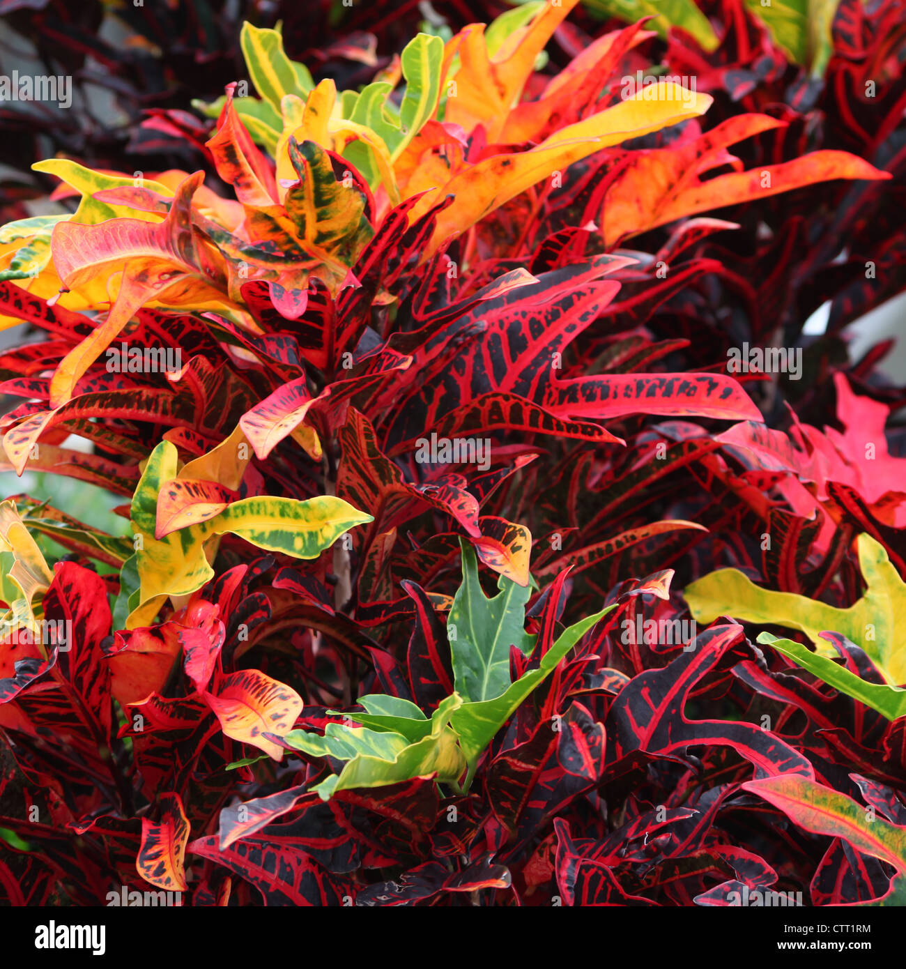 Fire Croton in reds, oranges, yellows and greens Stock