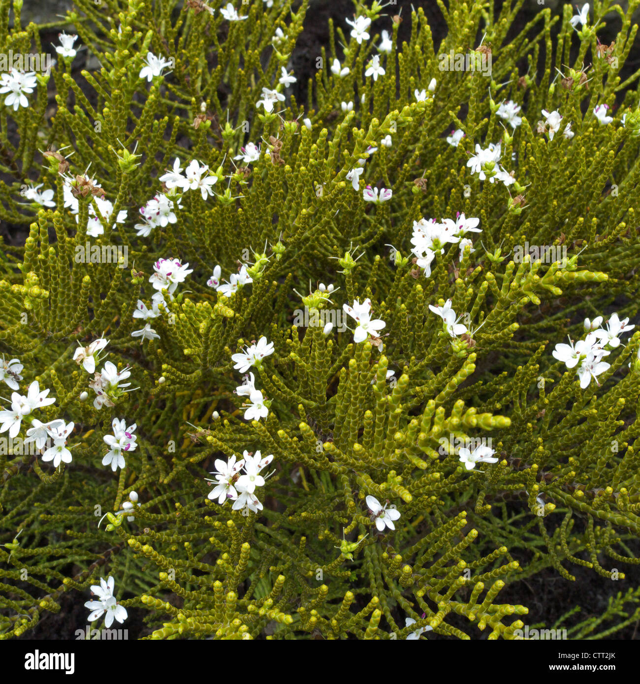 Hebe ochracea in flower in spring Stock Photo