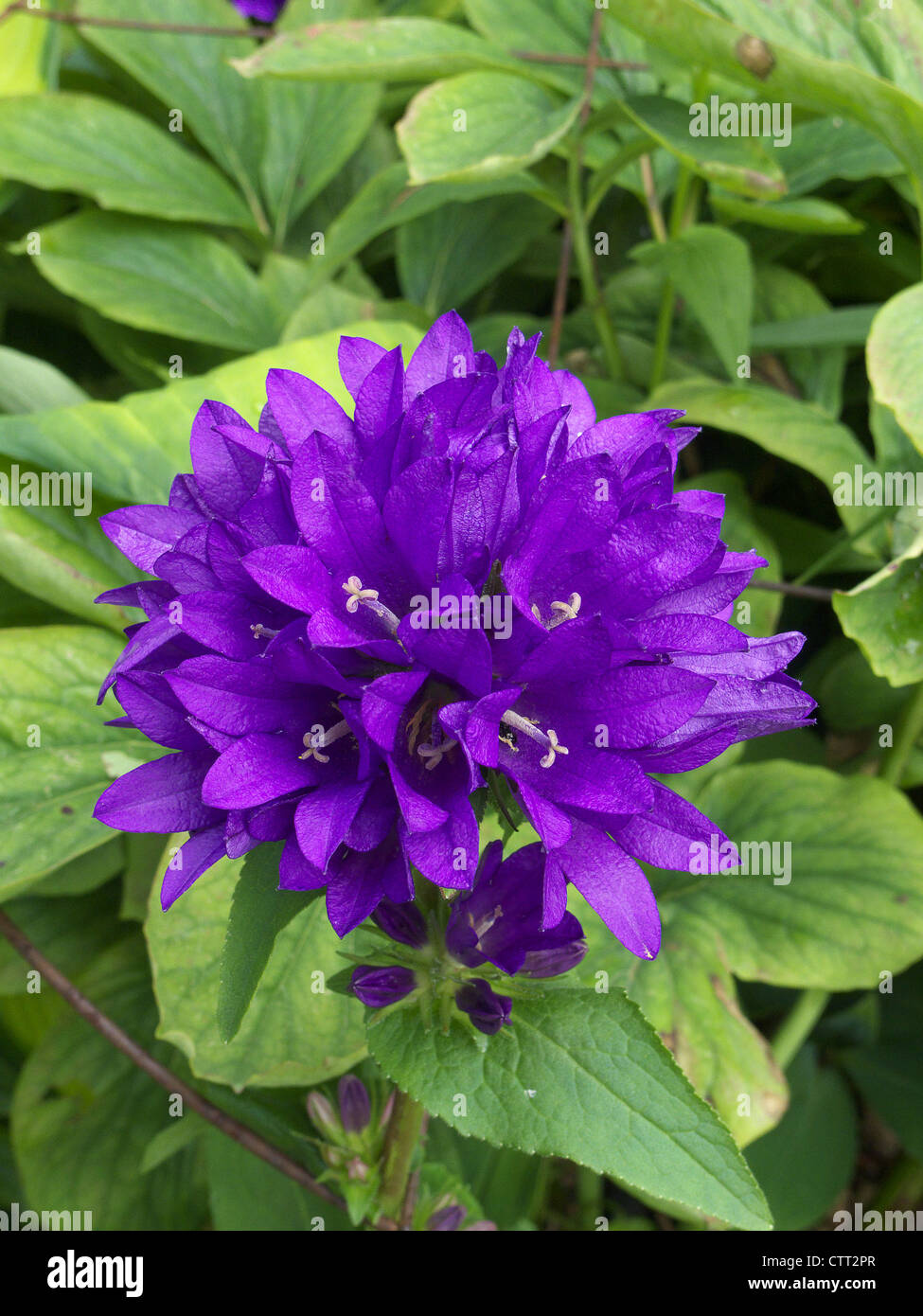 Clustered Bellflower ( Campanula glomerata ) in Flower Stock Photo