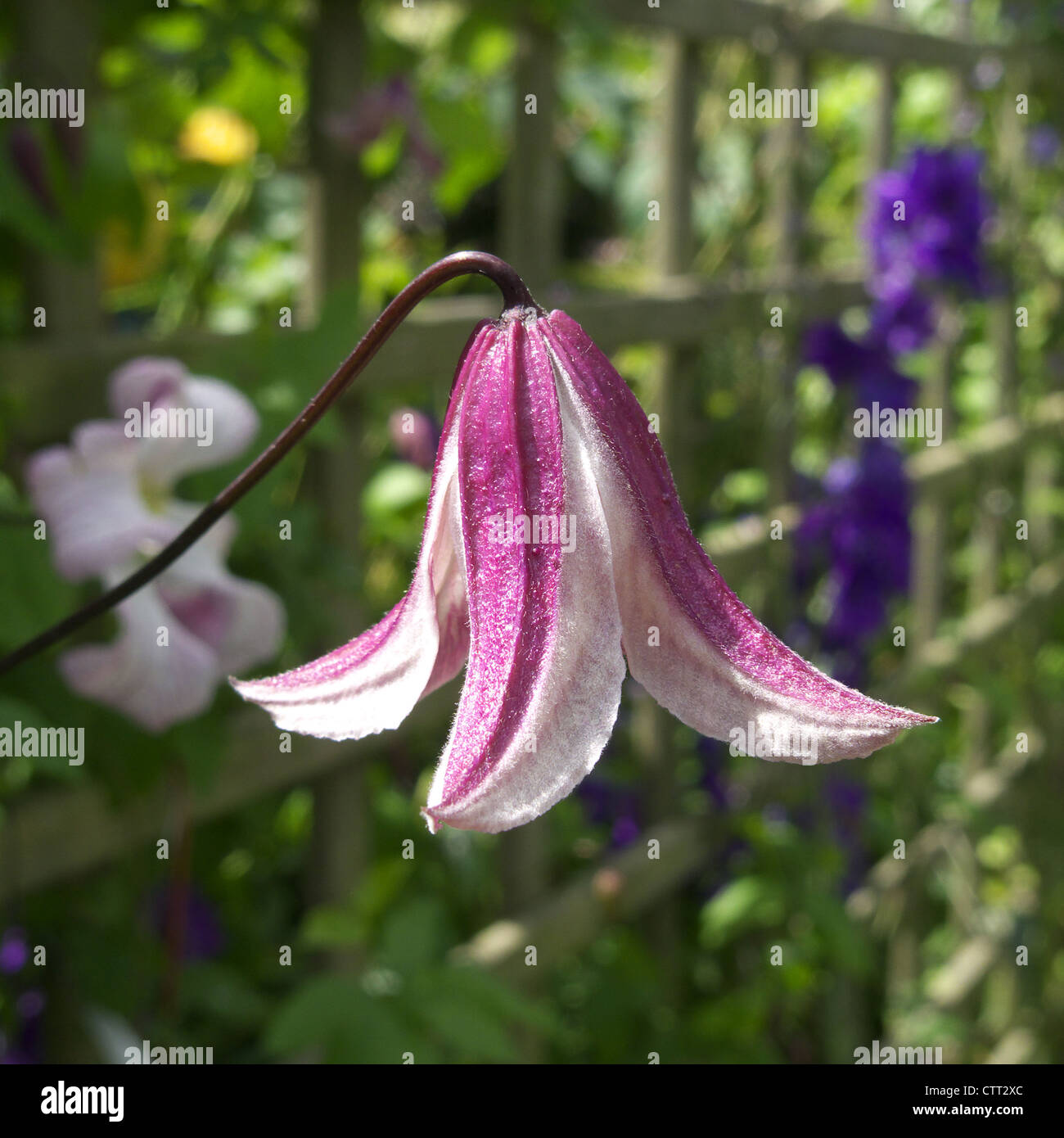 Clematis Texensis Etoile Rose Stock Photo Alamy
