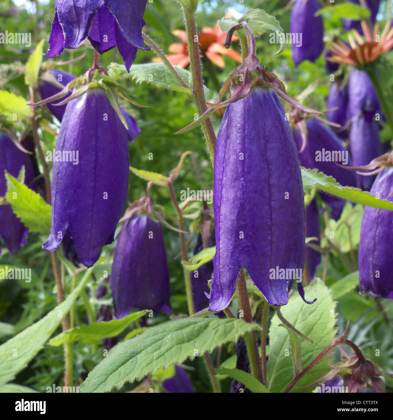 Bellflower ( Campanula punctata 'Kent Belle' ) Stock Photo