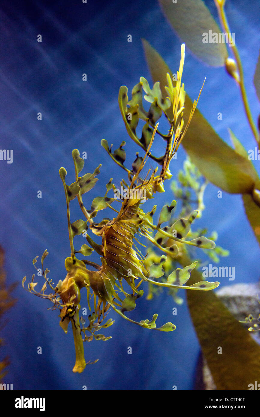 A Leafy Seadragon species of Seahorse Stock Photo