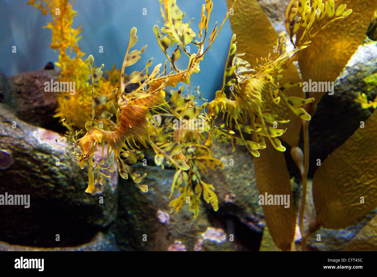 A Leafy Seadragon species of Seahorse Stock Photo