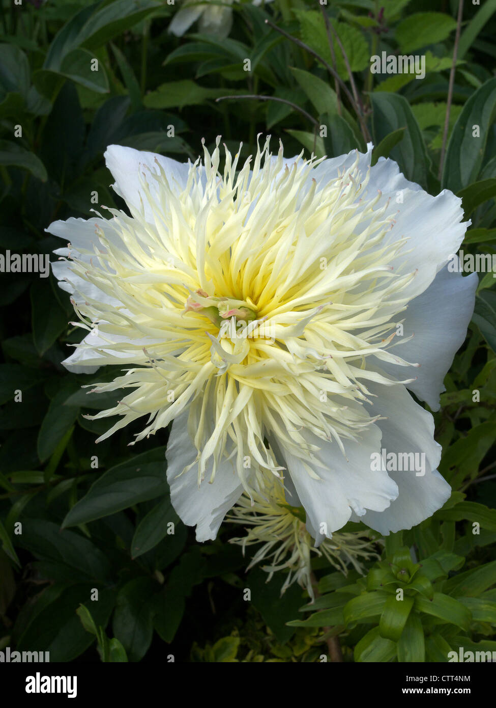 A White Flowering Paeony Stock Photo