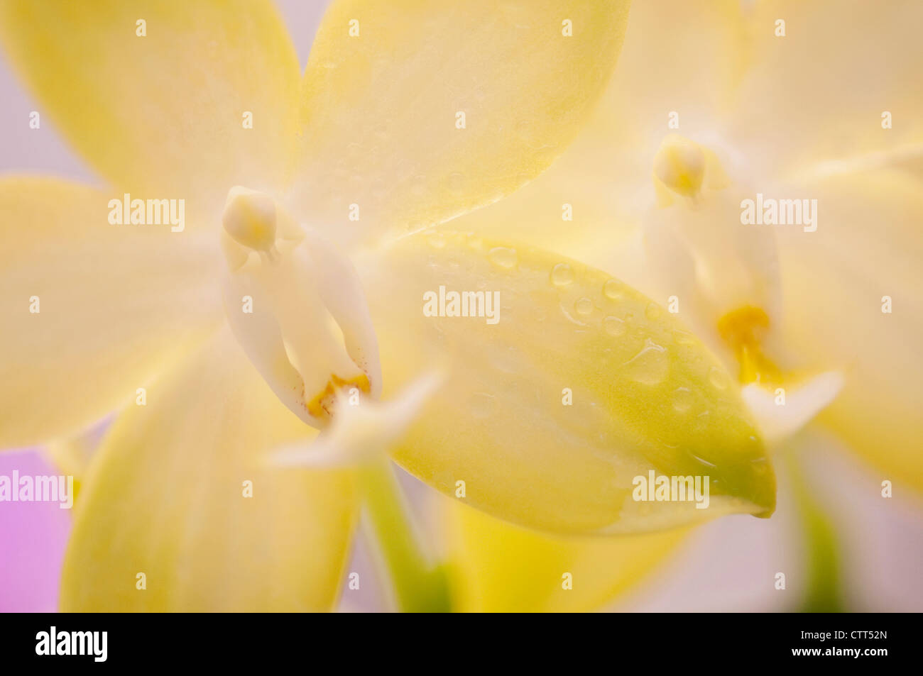 Orchid cultivar, Orchid, Yellow. Stock Photo