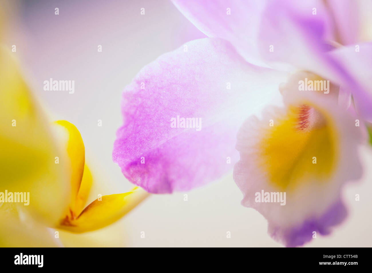 Cattleya cultivar, Orchid, Mixed colours. Stock Photo