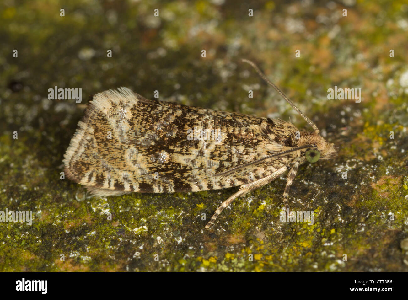 Celypha lacunana moth Stock Photo