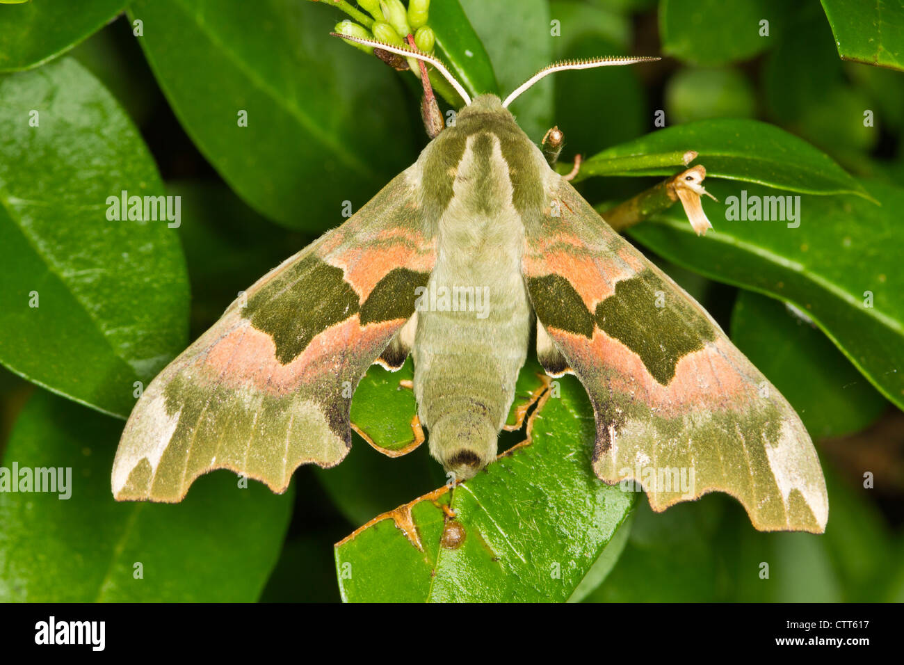 Lime Hawkmoth (Mimas tiliae) resting on leaves Stock Photo