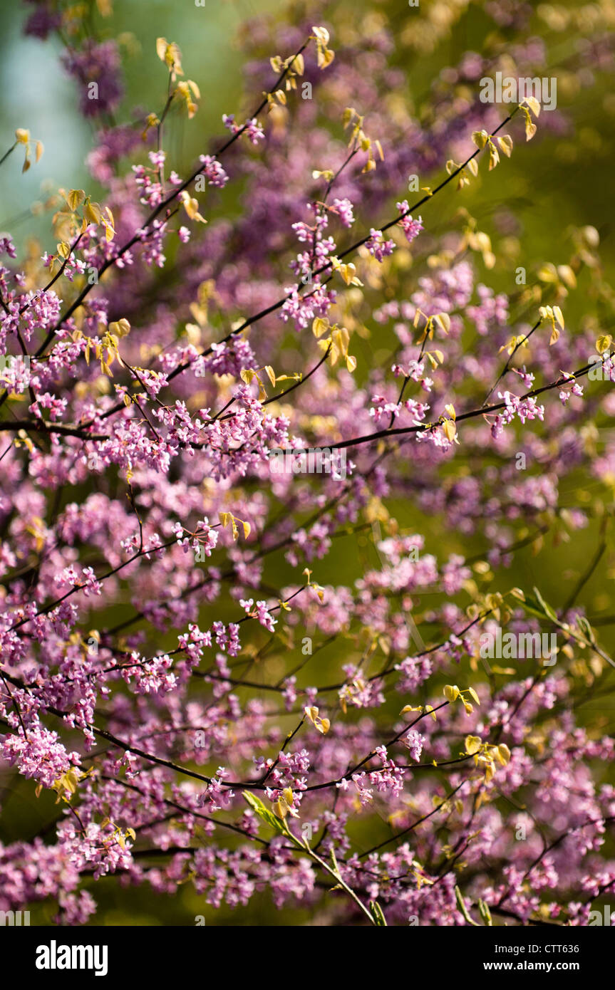 Cercis canadensis, Forest pansy, Purple. Stock Photo