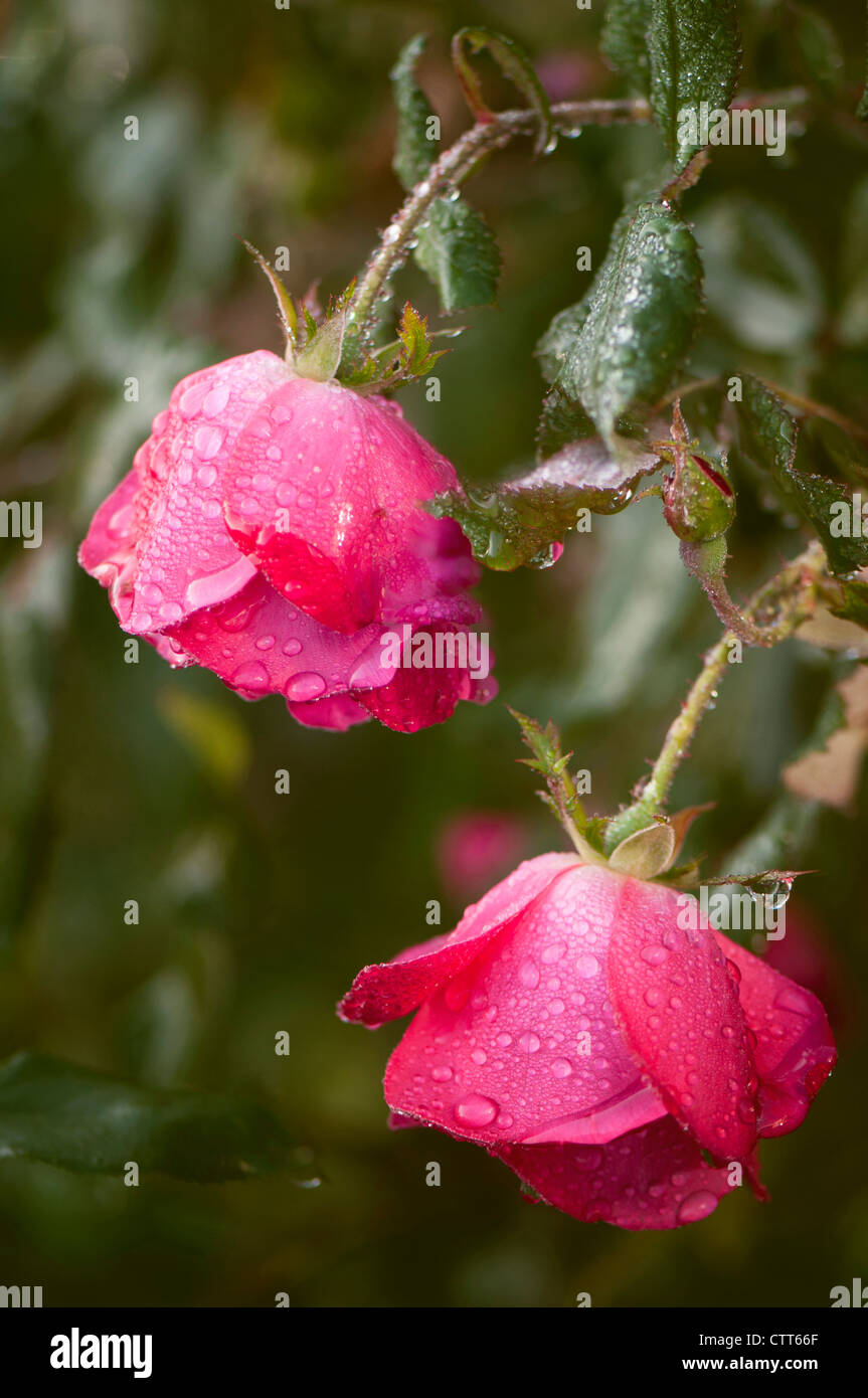 Rosa cultivar, Rose, Red. Stock Photo