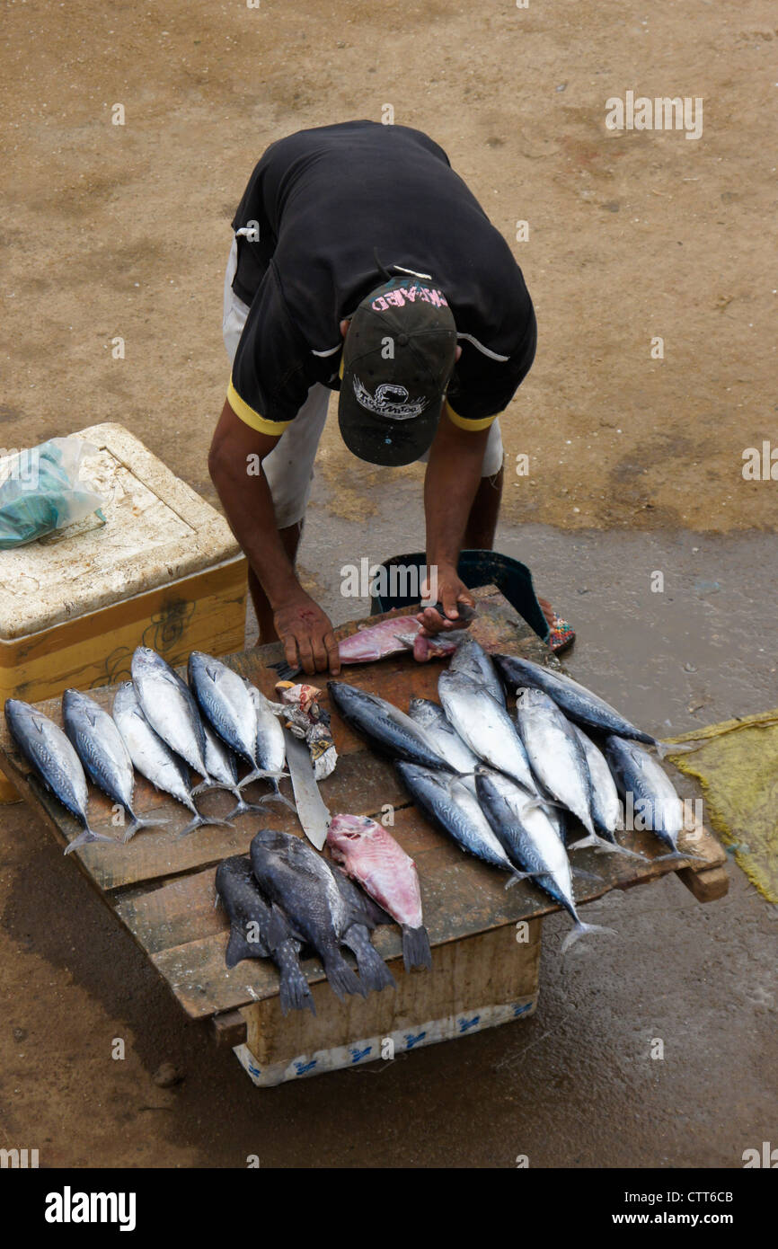 Sri lanka fish hires stock photography and images Alamy