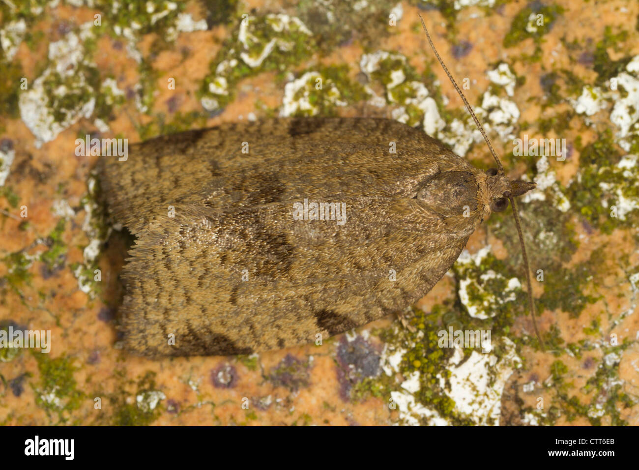 Lozotaenia forsterana resting on a lichen-covered stone Stock Photo