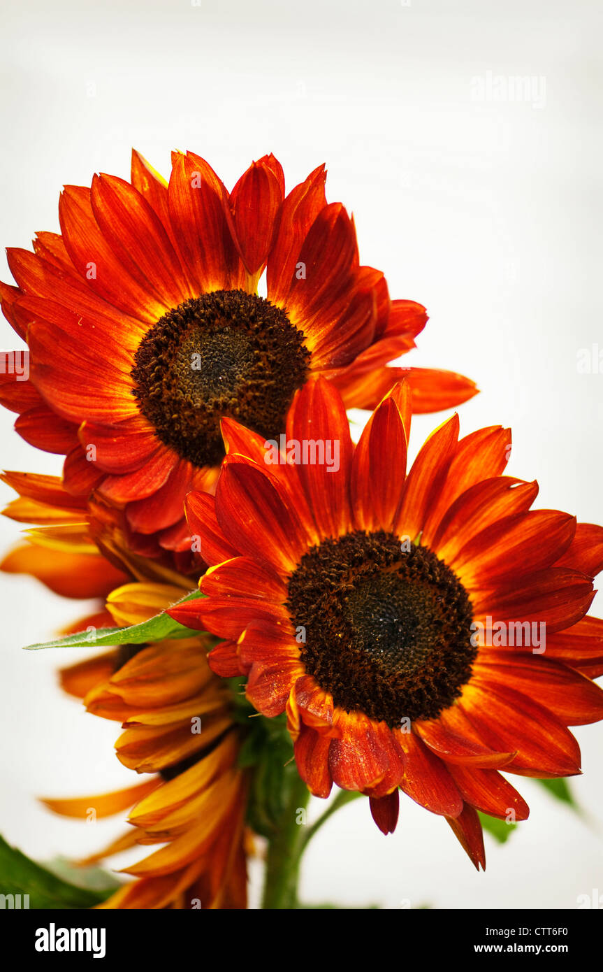 Helianthus cultivar, Sunflower, Orange, Grey. Stock Photo