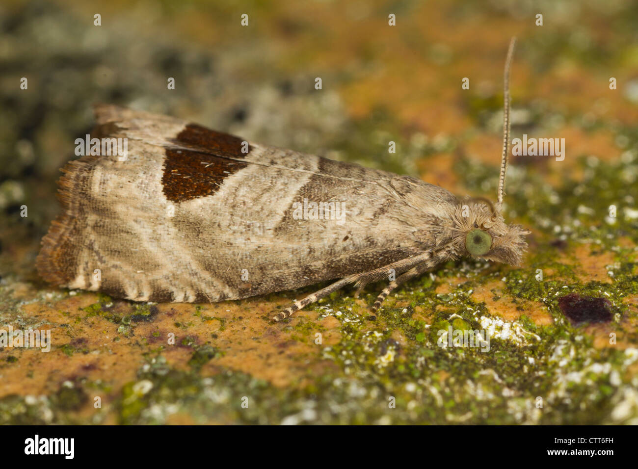 Bramble Shoot Moth (Epiblema uddmanniana) Stock Photo
