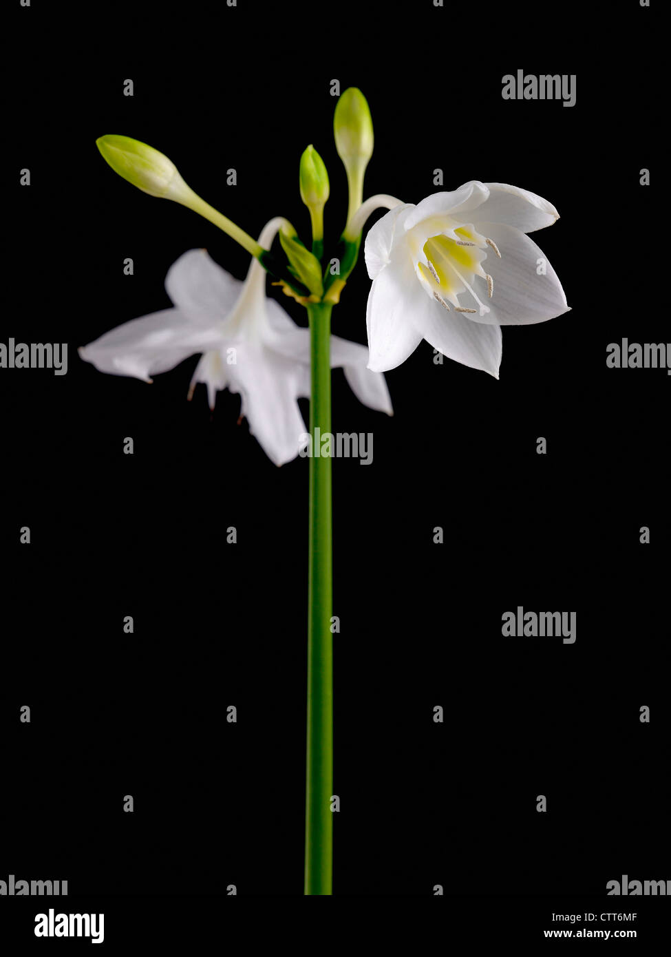 Eucharis grandiflora, Amazon lily, White, Black. Stock Photo