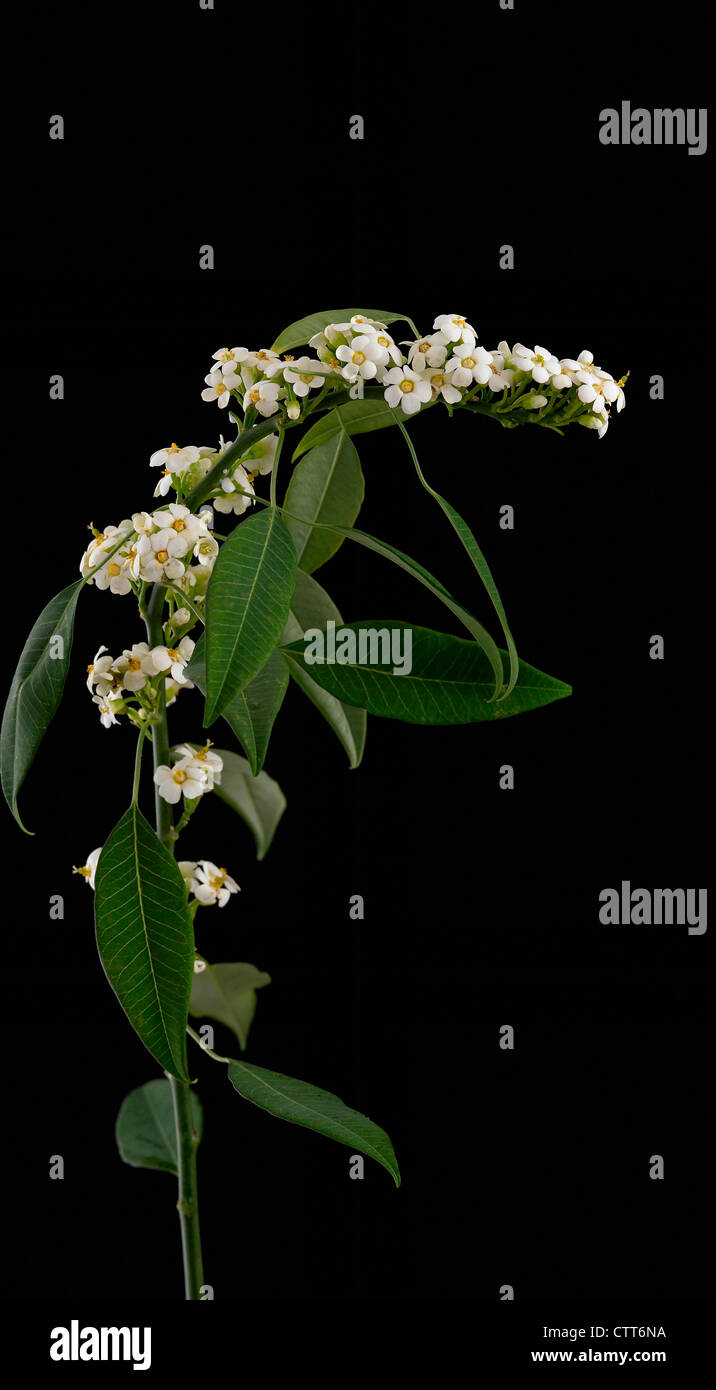 Euphorbia fulgens 'White King', Euphorbia, Spurge, White, Black. Stock Photo