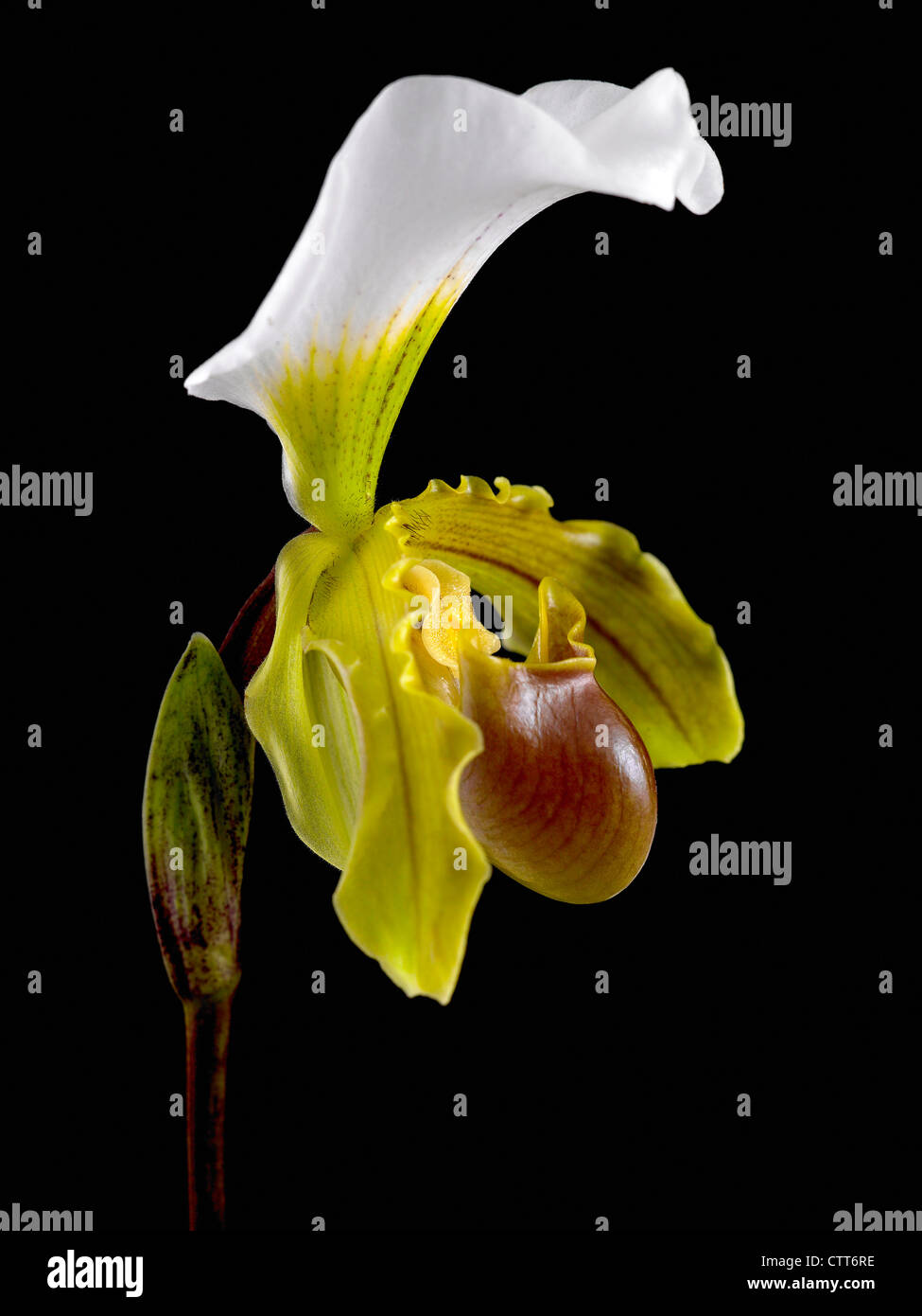 Paphiopedilum leeanum, Orchid, Slipper orchid, Yellow, Black. Stock Photo