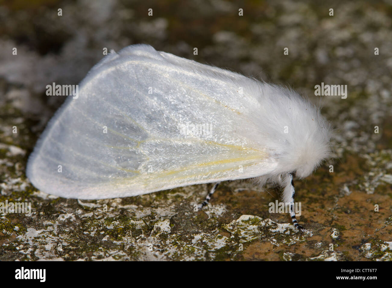 White Satin Moth (Leucoma salicis) Stock Photo