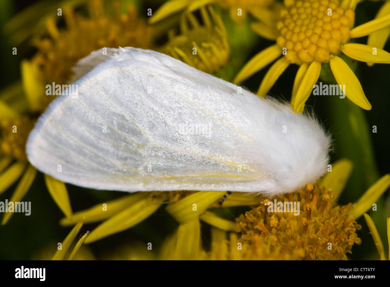 White Satin Moth (Leucoma salicis) on Common Ragwort flowers Stock Photo