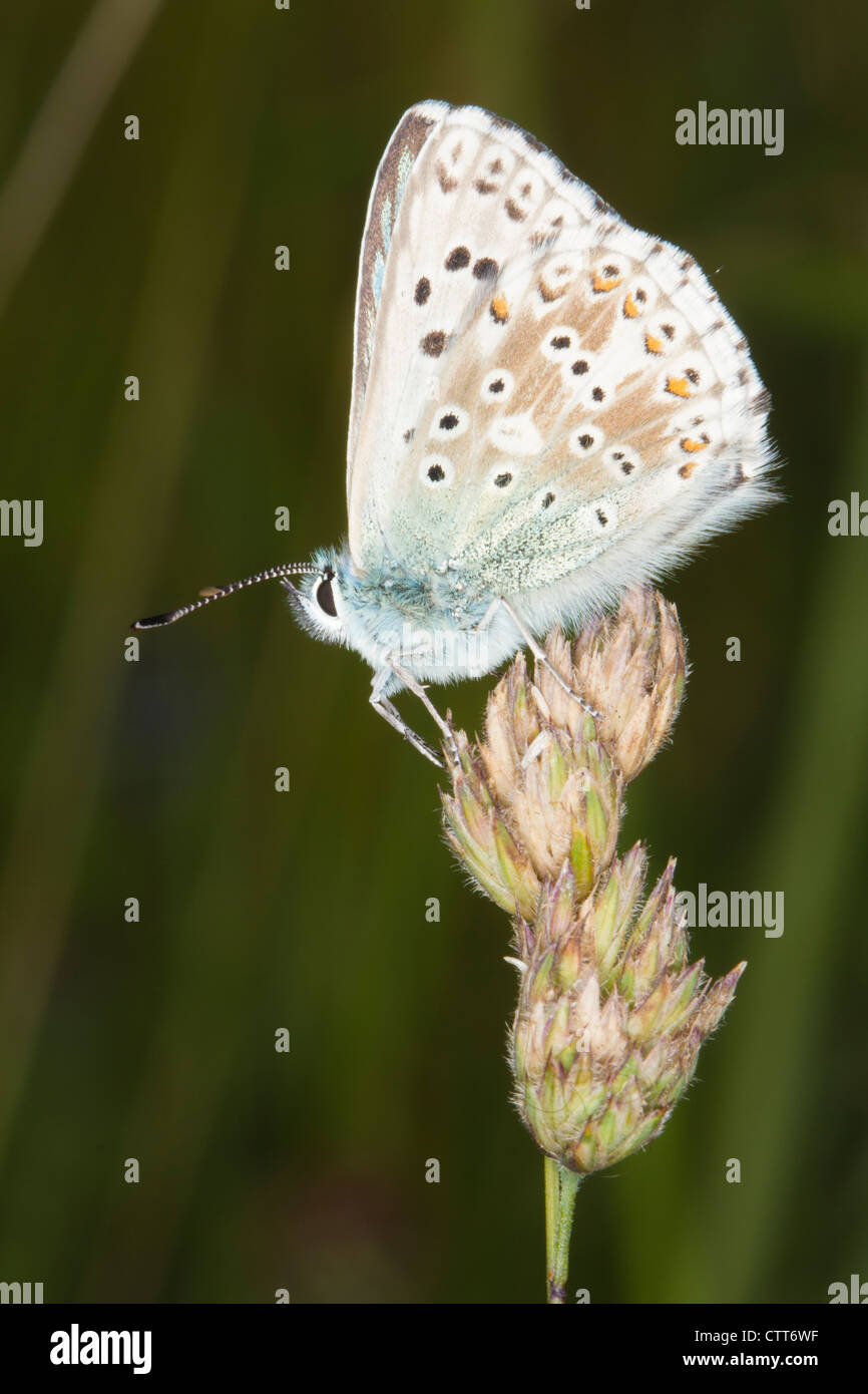 male Chalkhill Blue (Polyommatus coridon) butterfly resting on a grass seed head Stock Photo