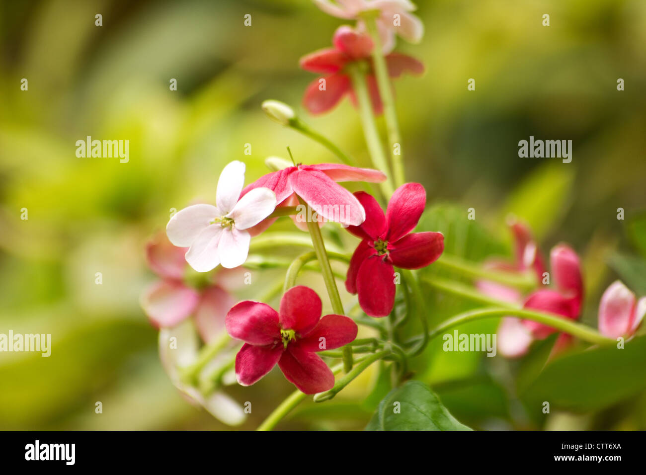 Close-up of rangoon creeper (Quisqualis indica) in bloom Stock Photo