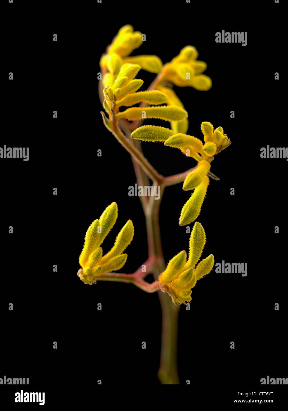 Anigozanthos cultivar, Kangaroo paw, Yellow, Black. Stock Photo