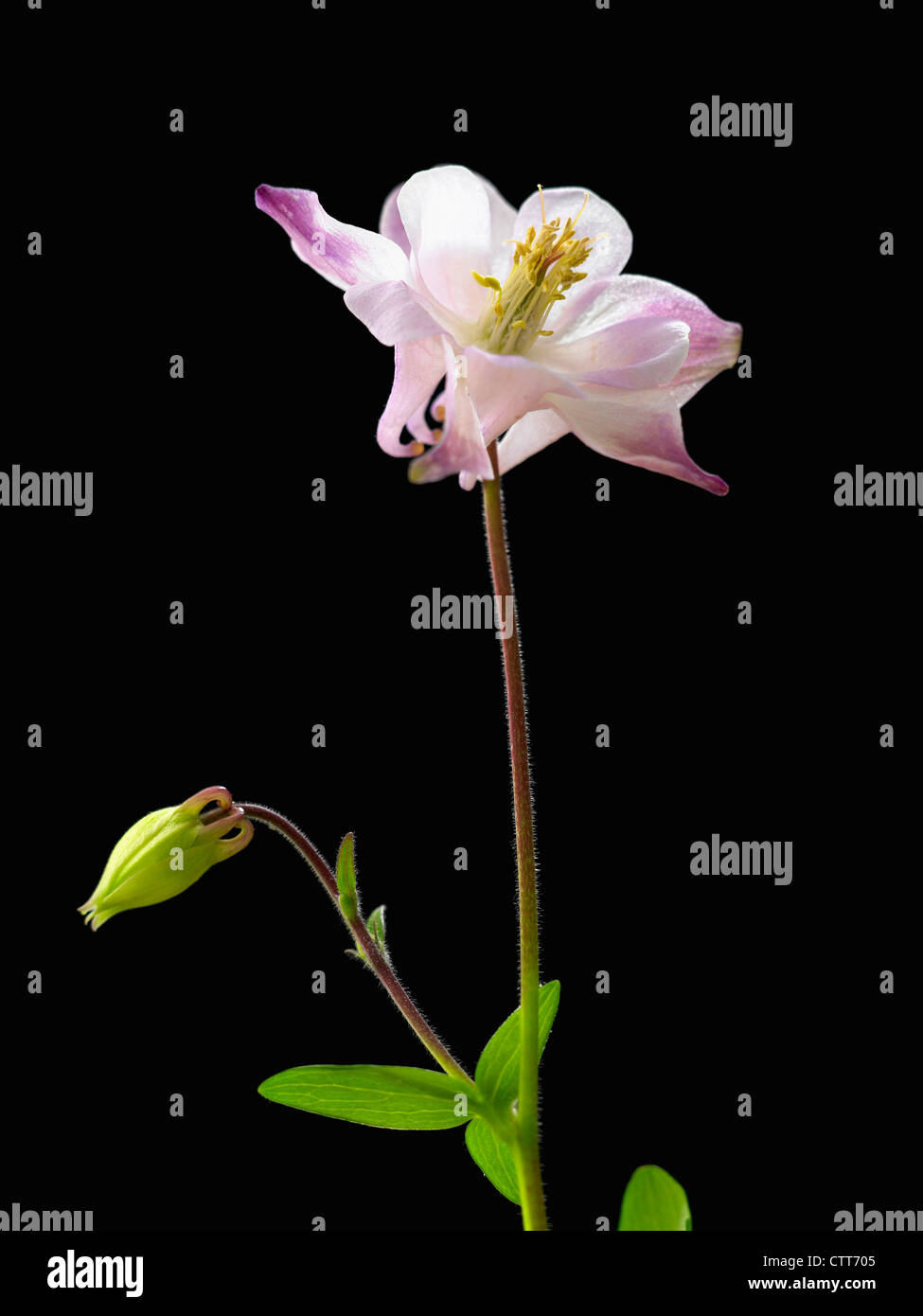 Aquilegia vulgaris, Aquilegia, Columbine, Pink, Black. Stock Photo