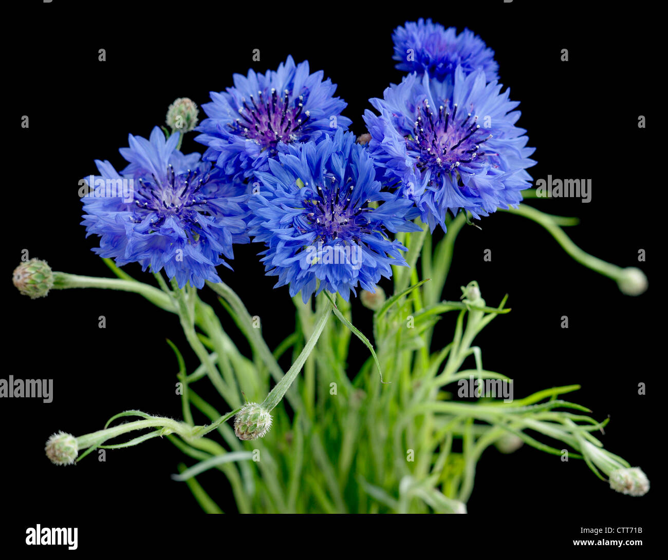Centaurea cyanus, Cornflower, Blue, Black. Stock Photo