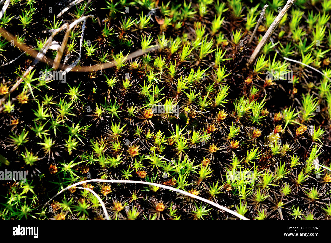 Green moss growing on arctic tundra. Denali National Park and Preserve, Alaska, USA. Stock Photo