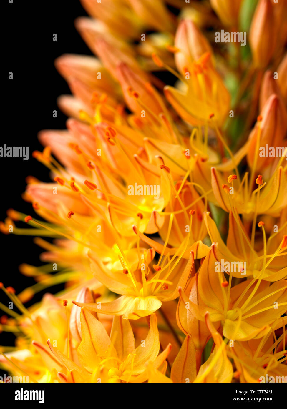 Eremurus x isabellinus 'Cleopatra', Foxtail lily, Orange, Black. Stock Photo