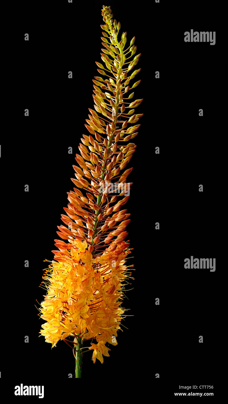 Eremurus x isabellinus 'Cleopatra', Foxtail lily, Orange, Black. Stock Photo