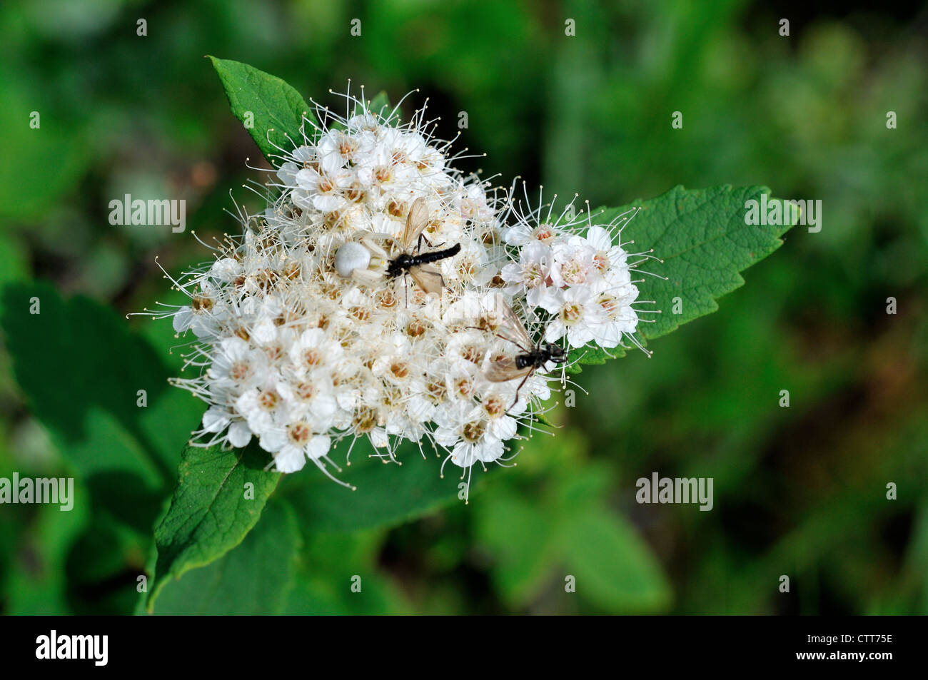 A perfectly camouflaged white spider caught a fly in a cluster of Trappers Tea flowers. Denali National Park, Alaska, USA. Stock Photo