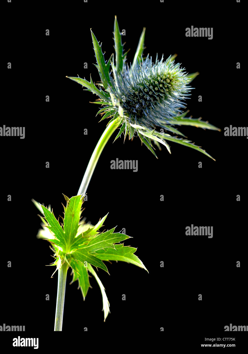 Eryngium cultivar, Sea holly, Blue, Black. Stock Photo