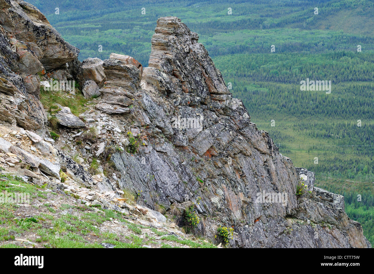Outcrop of mica schist at Mt. Healy. Denali National Park and Preserve, Alaska, USA. Stock Photo