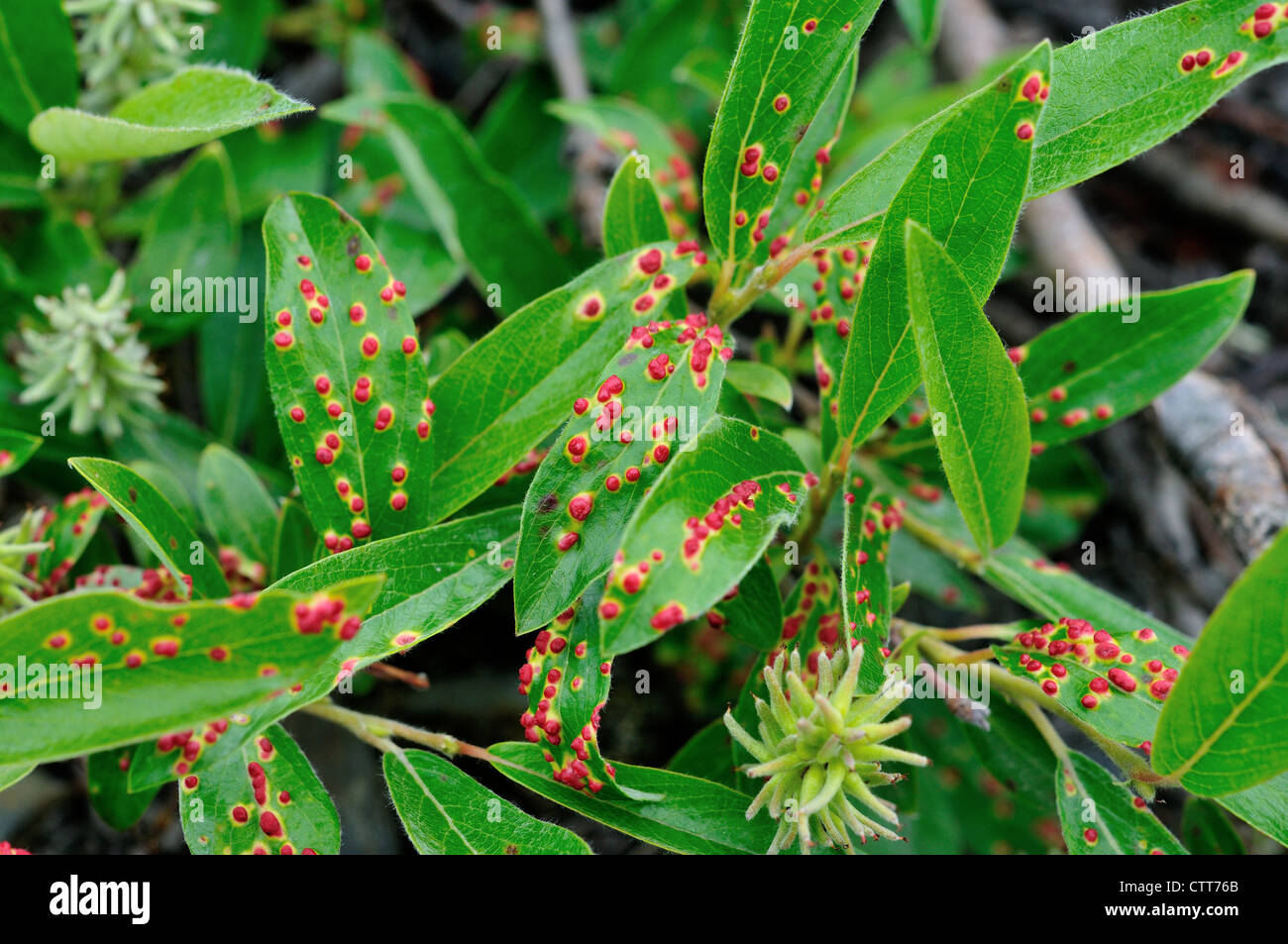 Leaves show red spots infected by disease. Denali National Park and Preserve, Alaska, USA. Stock Photo