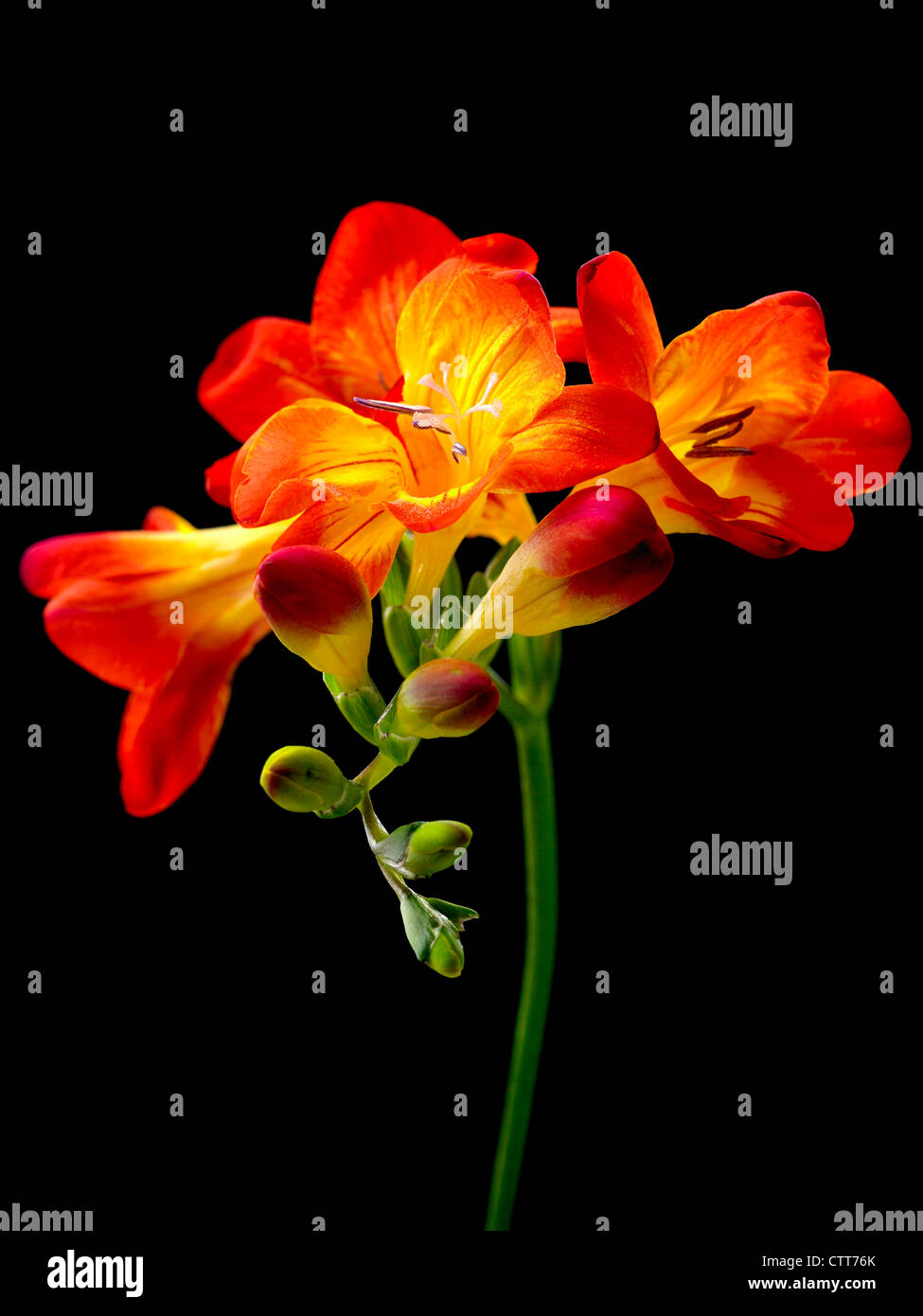 Freesia, Orange coloured flowers cluster on a single stem against a black background. Stock Photo