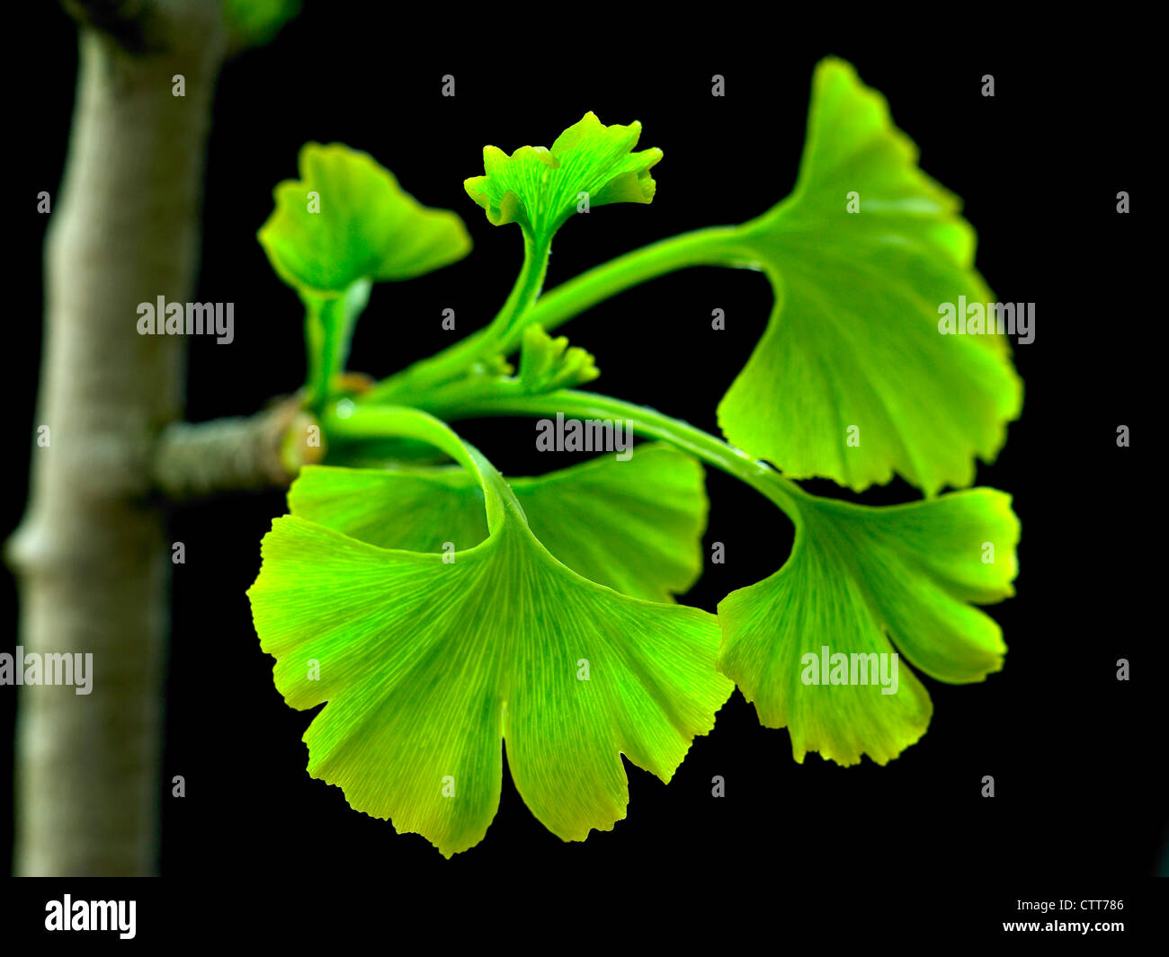 Gingko biloba, Ginkgo, Maidenhair tree, Green leaves emerging on branch against a black background. Stock Photo